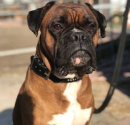 Deutscher Boxer