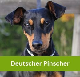 Deutscher Pinscher