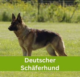 Deutscher Schäferhund