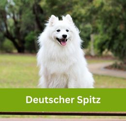 Deutscher Spitz