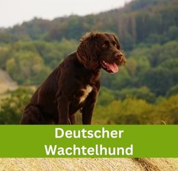 Deutscher Wachtelhund