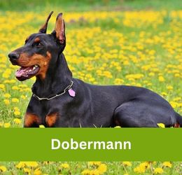 Dobermann