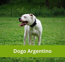 Dogo Argentino