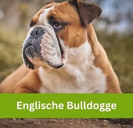 Englische Bulldogge