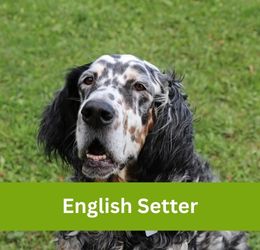 English Setter
