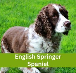 English Springer Spaniel