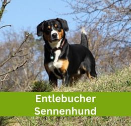 Entlebucher Sennenhund
