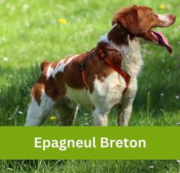 Epagneul Breton