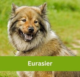 Eurasier