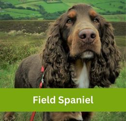 Field Spaniel