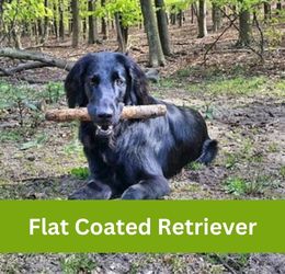 Flat Coated Retriever