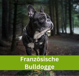 Französische Bulldogge