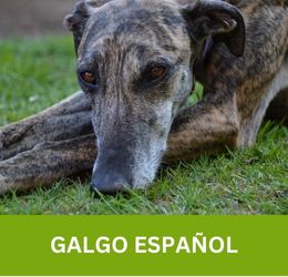 Galgo ESPAÑOL