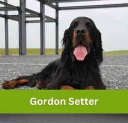 Gordon Setter