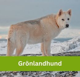 Grönlandhund