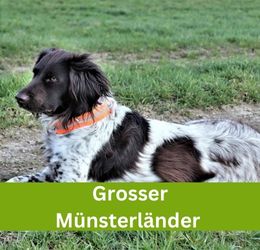 Grosser Münsterländer Vorstehhund