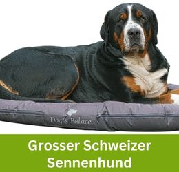 Grosser Schweizer Sennenhund