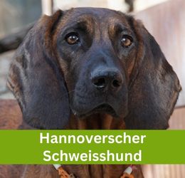Hannoverscher Schweisshund