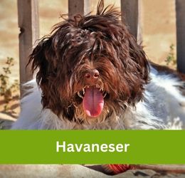 Havaneser