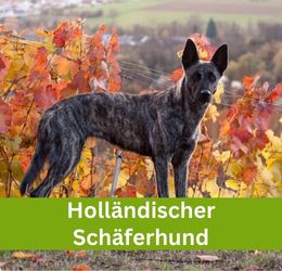 Holländischer Schäferhund