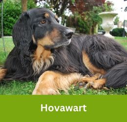 Hovawart
