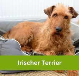 Irischer Terrier