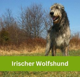 Irischer Wolfshund