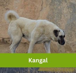 Kangal