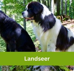 LANDSEER
