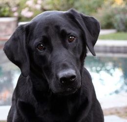 Labrador