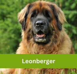 Leonberger