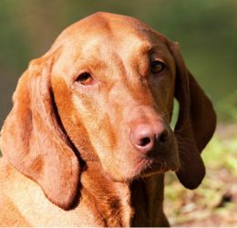 Magyar Vizsla