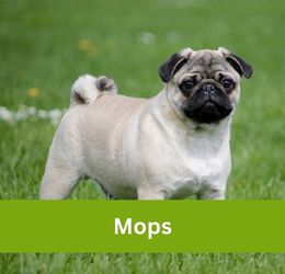 Mops
