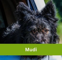 Mudi