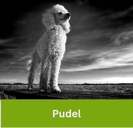 Pudel