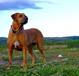 Rhodesian Ridgeback