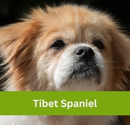 Tibet Spaniel