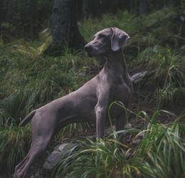 Weimaraner