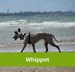 Whippet
