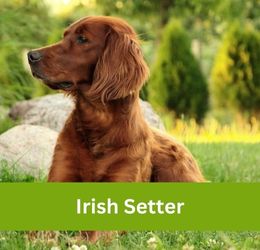 irish setter