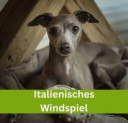 italienisches windspiel