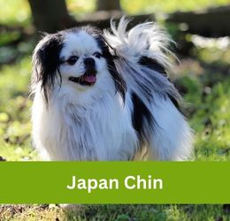 japan chin