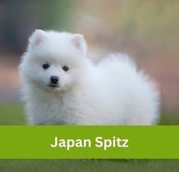 japan spitz