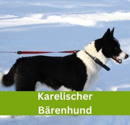 karelischer bärenhund