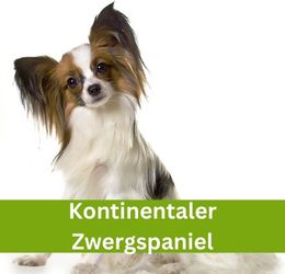 kontinentaler zwergspaniel