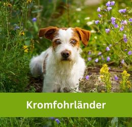 kromfohrländer