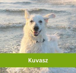 kuvasz