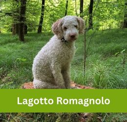 lagotto romagnolo