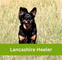 lancashire heeler