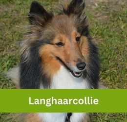 langhaarcollie